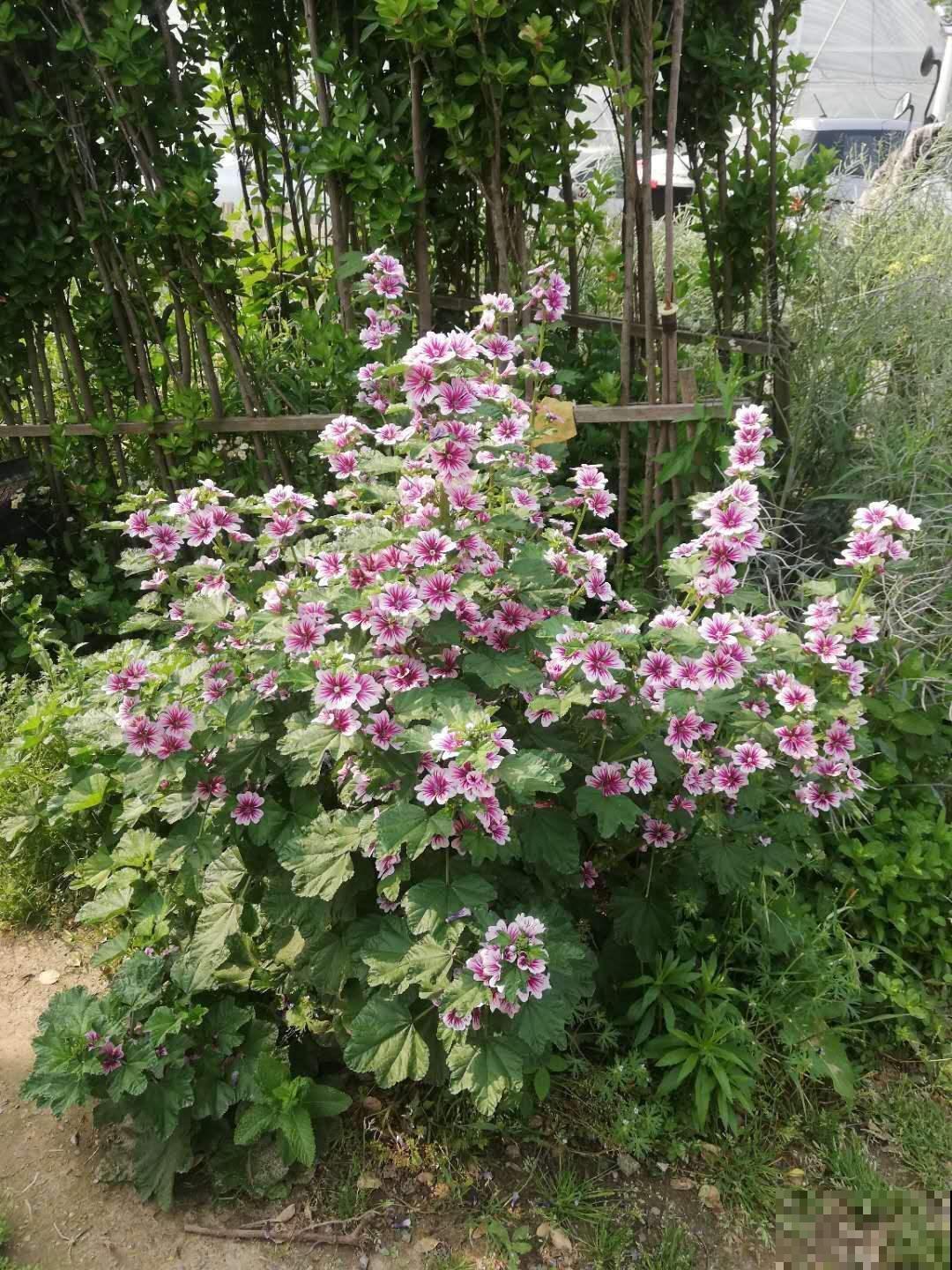 蜀葵就是锦葵吗？两种花差别很大，种错了都怪你自己！