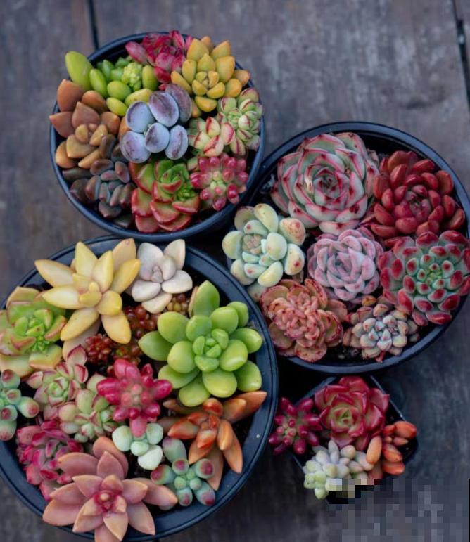 花养得好,别嘚瑟,小心被伸手党给薅走了! 花养得好,别嘚瑟,小心被伸手党给薅走了!