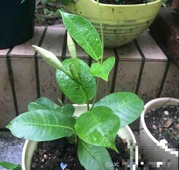 长势超快的9种花,5天爆盆,7天开花,超有成就感! 长势超快的9种花,5天爆盆,7天开花,超有成就感!