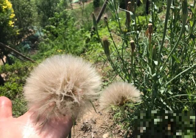 20块钱1把的花,城里人抢着要,农村特常见,别再花冤枉钱了! 20块钱1把的花,城里人抢着要,农村特常见,别再花冤枉钱了!