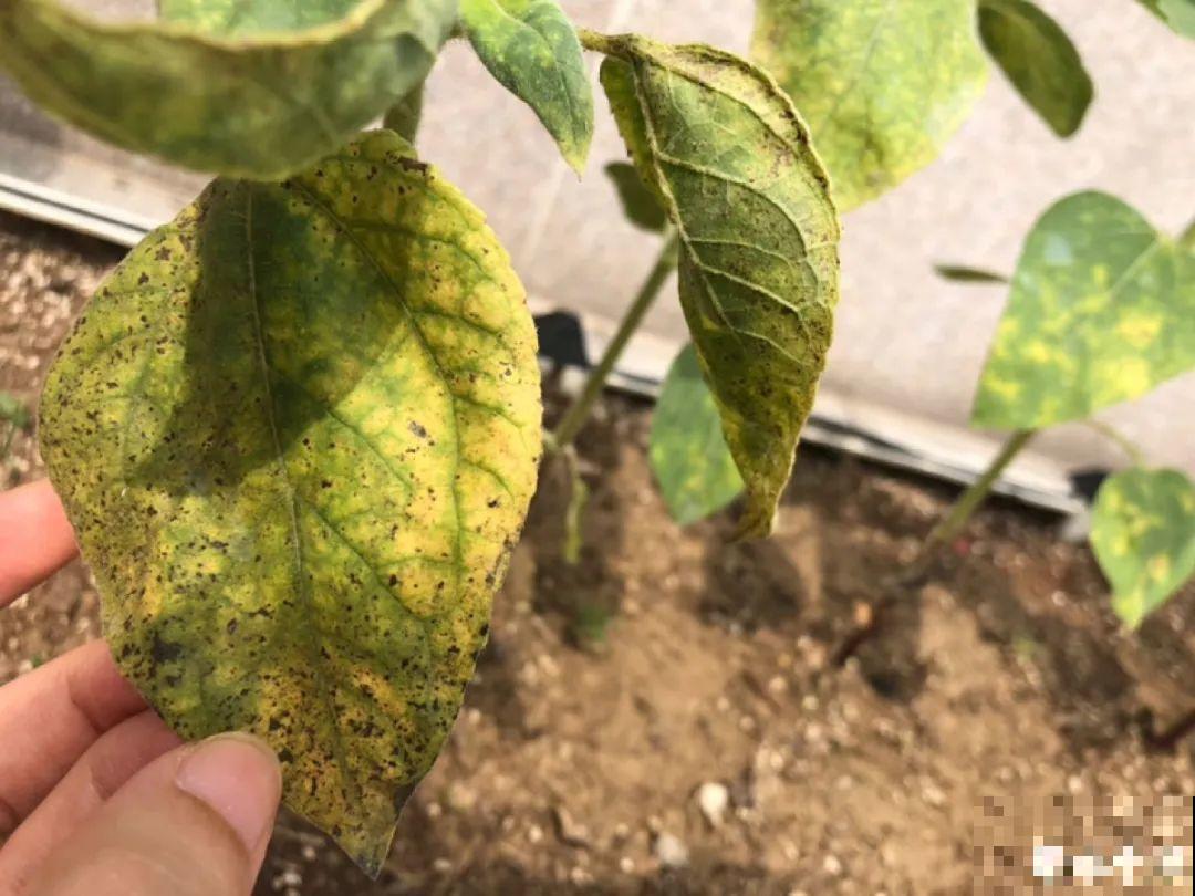 早上起来院子被淹，100盆花，还有救吗？