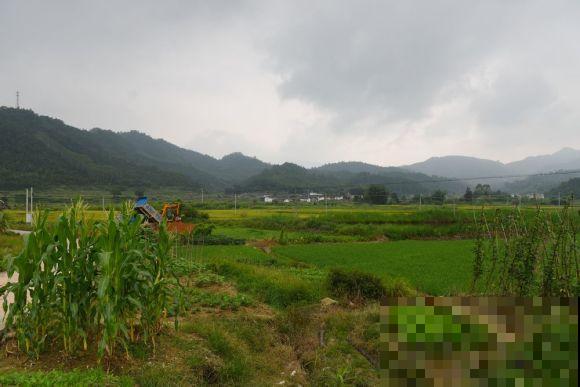 等我老了，就回农村生活，养花种菜，不问世事！