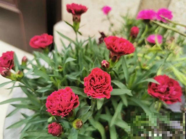 活的“香水花”，开一朵，家里香气飘飘！