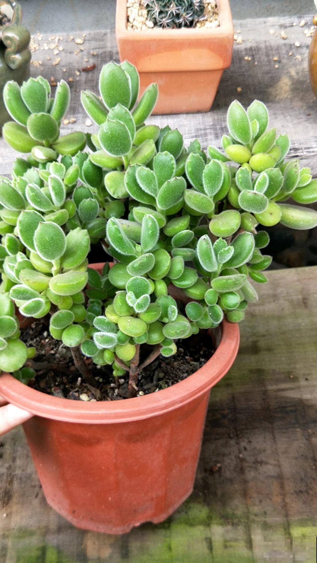 邻居养的多肉长成小树,价格翻倍,谁见了都喜欢 邻居养的多肉长成小树,价格翻倍,谁见了都喜欢