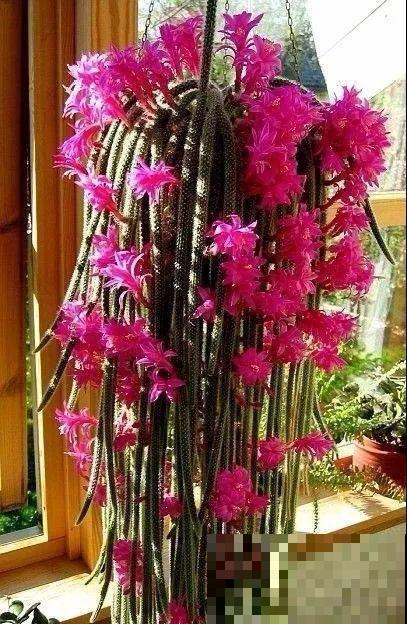 8种镇宅花,窗户边养一棵,霸气又镇宅 8种镇宅花,窗户边养一棵,霸气又镇宅