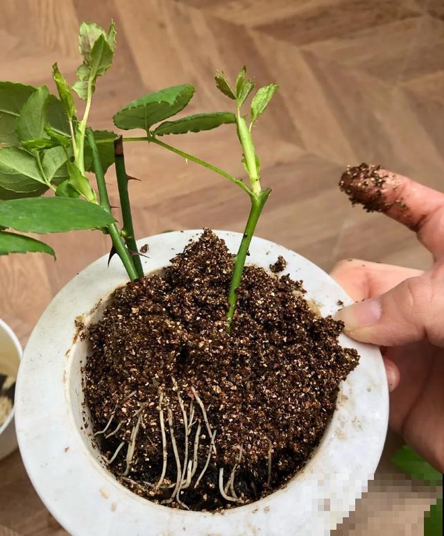 天热扦插3种花,成活率很高,2周就冒大白根! 天热扦插3种花,成活率很高,2周就冒大白根!