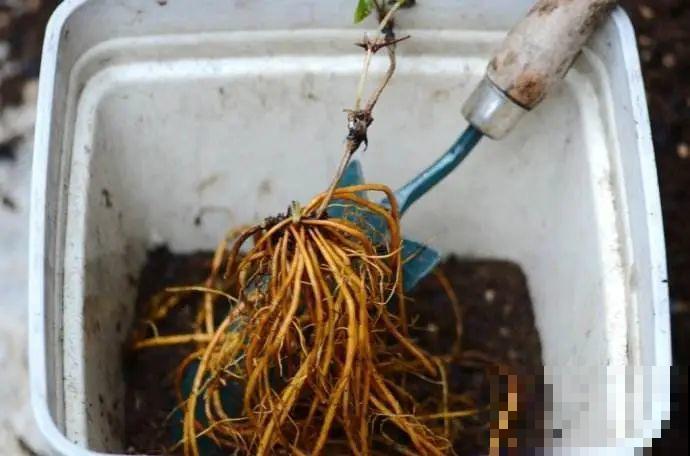 这花不用扦插，枝条往下一拉，1盆变20盆！