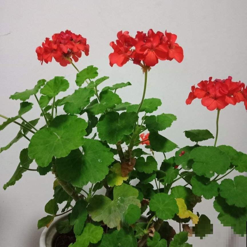 4种花想要度夏，给它剃个平头，来年呼呼长爆盆