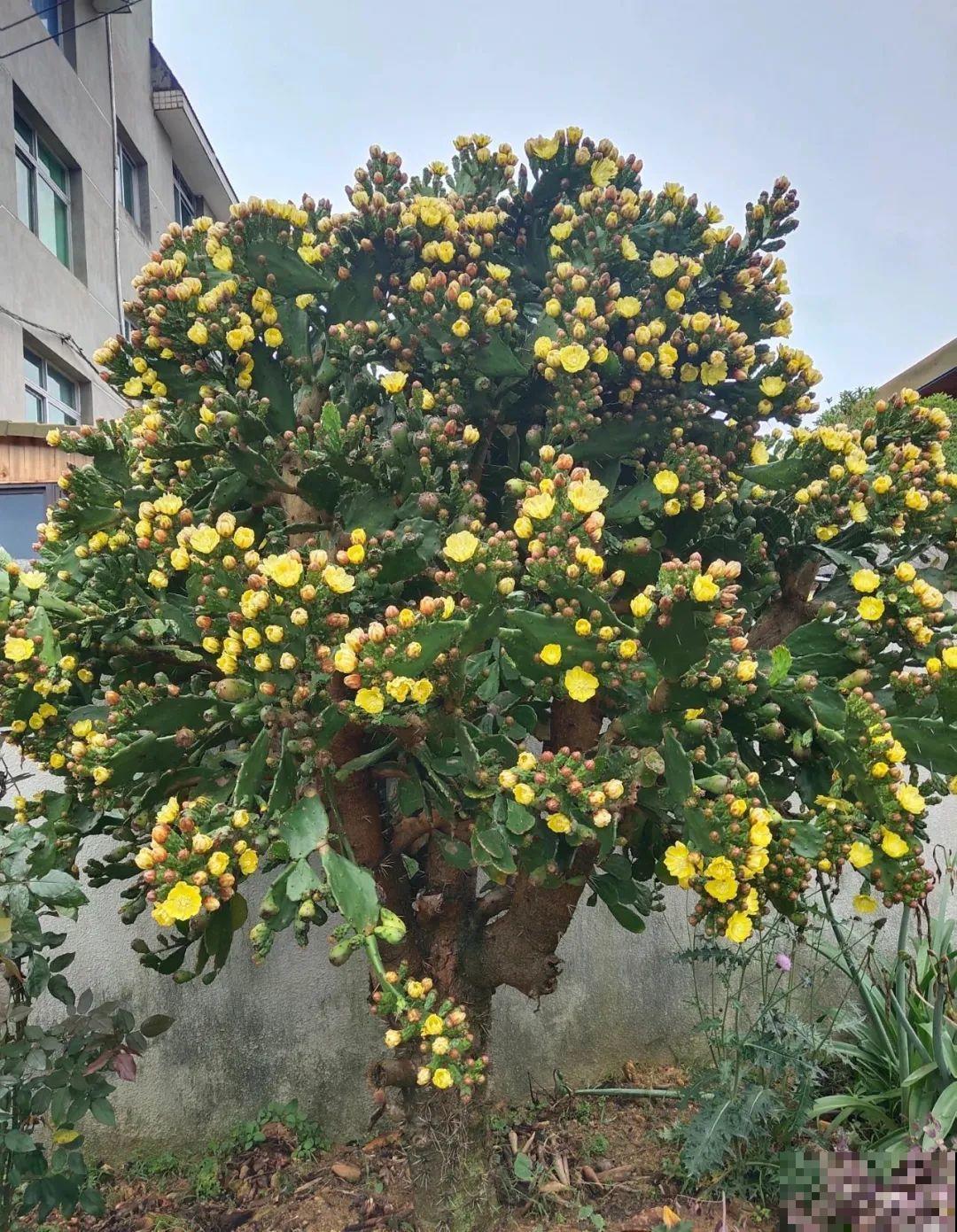 花也能成精，养成巨无霸，一次开花50朵，比小孩还高！