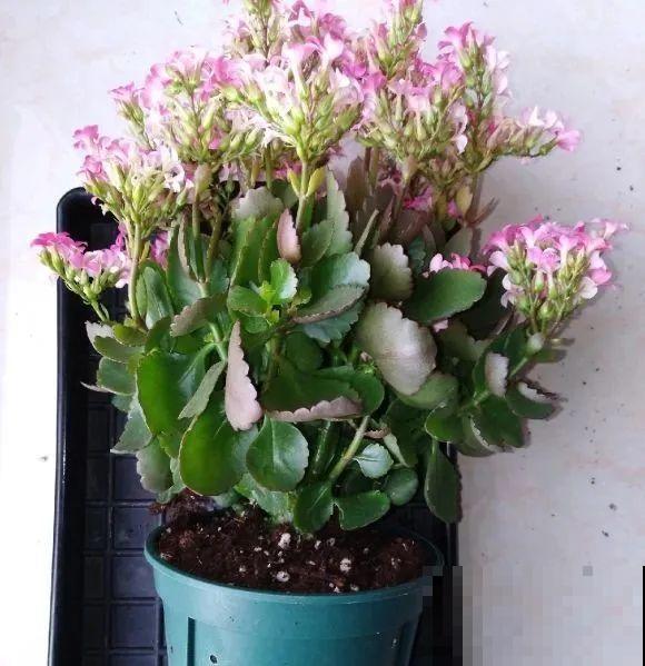 绣球马上剪，下个月就晚了，错过明年不开花