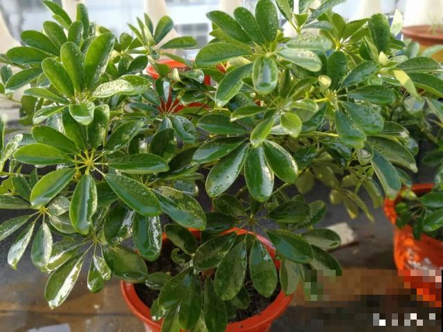 家里养这6种花，清新杀菌去异味，空气干净身体好