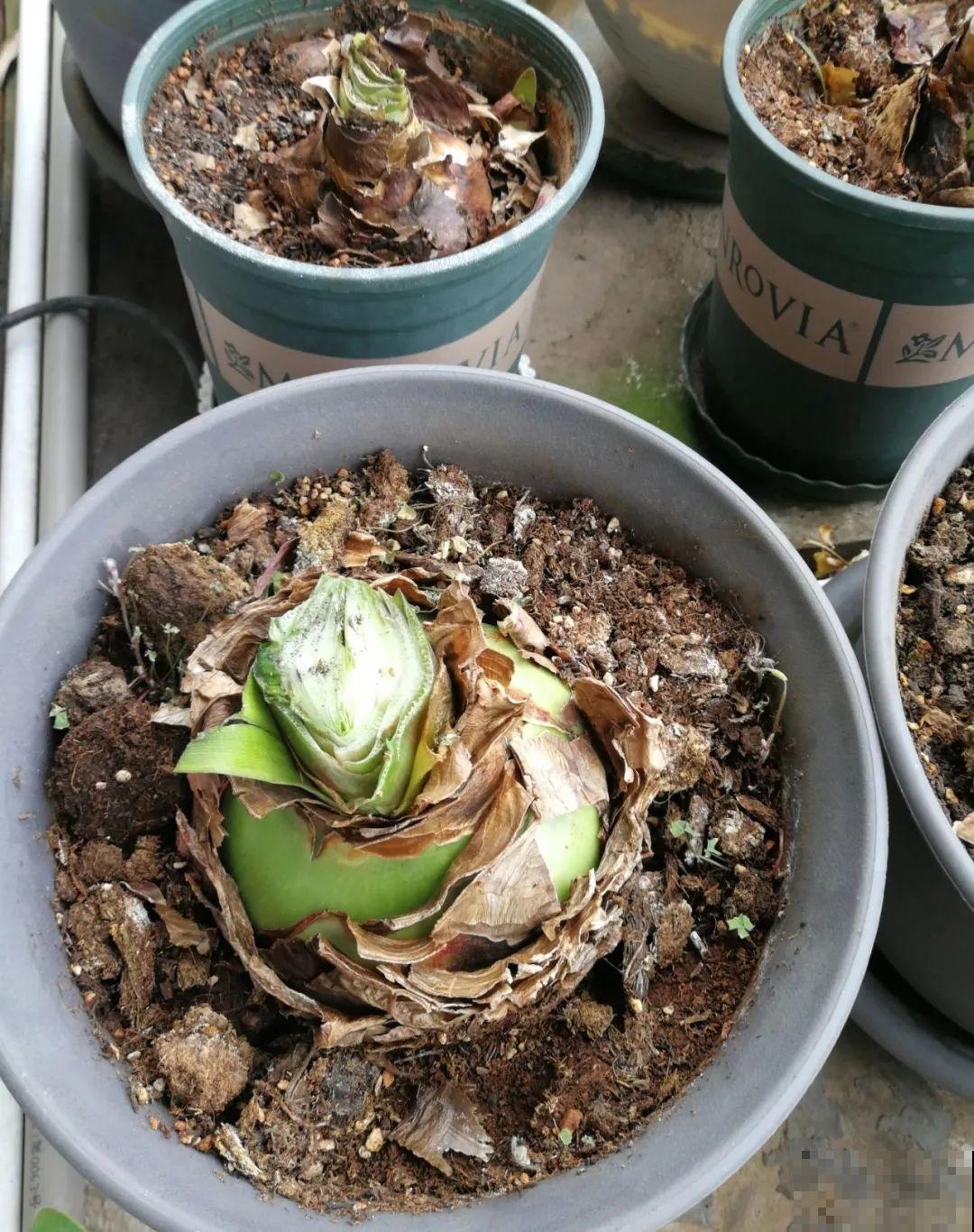 叶子唰啦全剪了，竟然冒出满盆花苞，神奇！