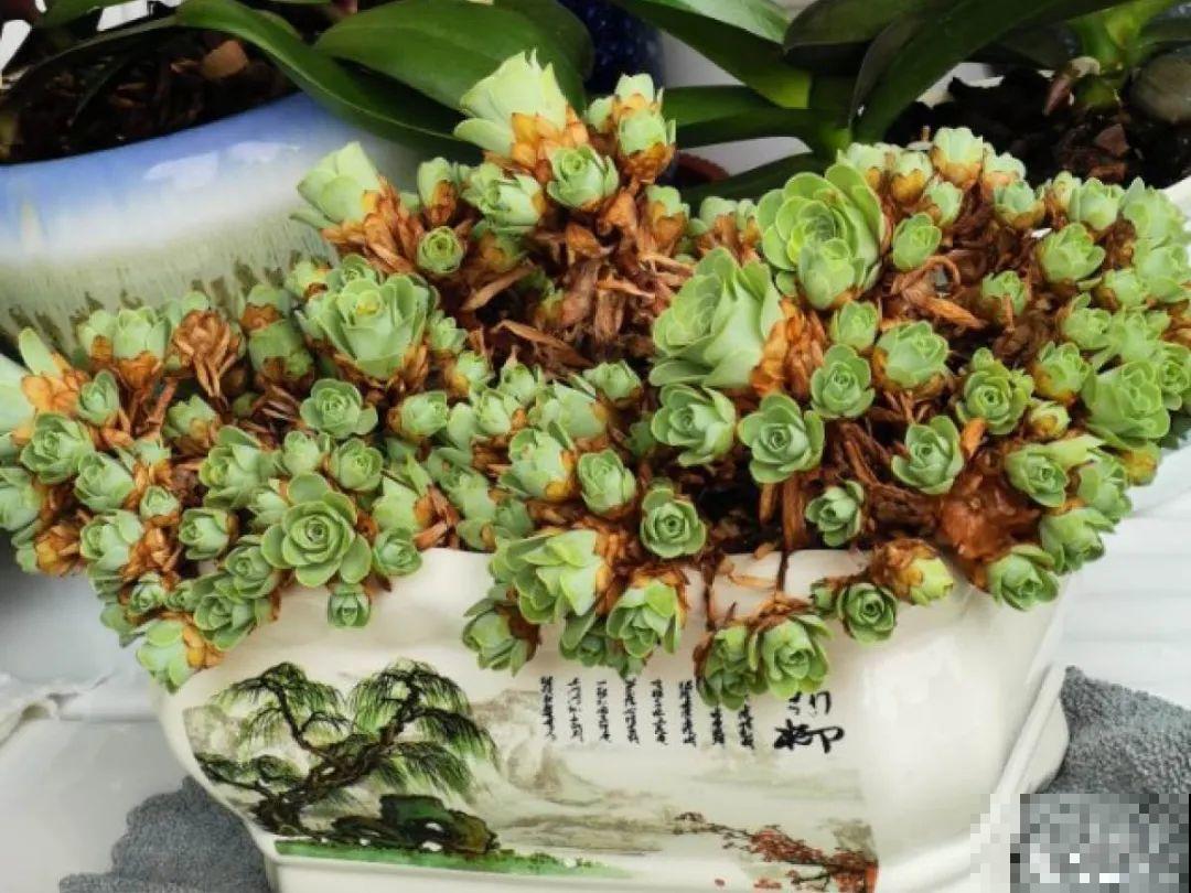 花一变这样，就是休眠了，赶紧换个地方养！