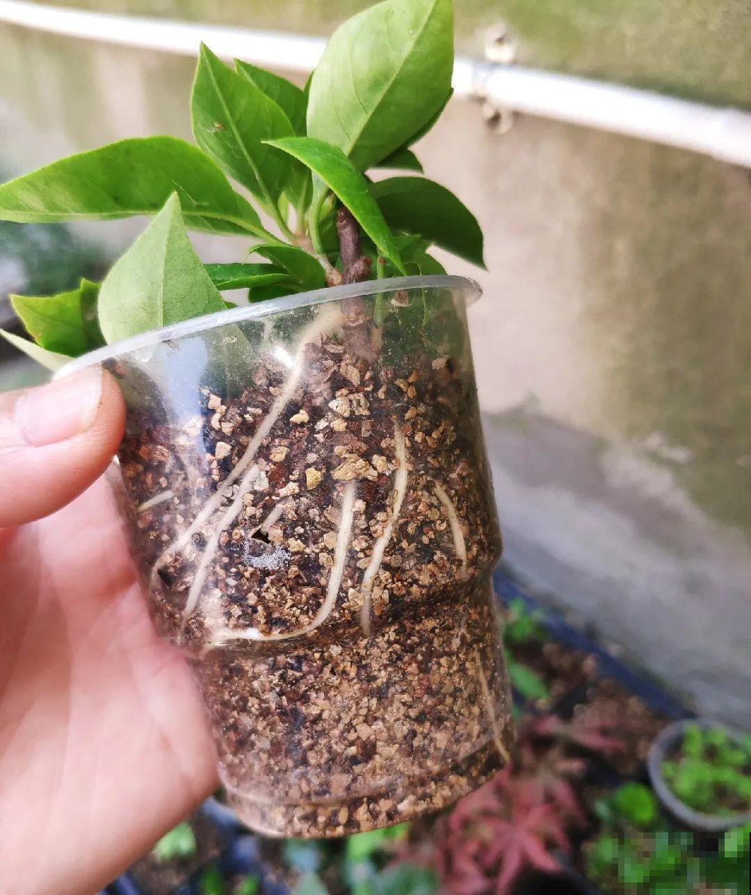 10种花,现在赶紧扦插,随便插土里就能活 10种花,现在赶紧扦插,随便插土里就能活