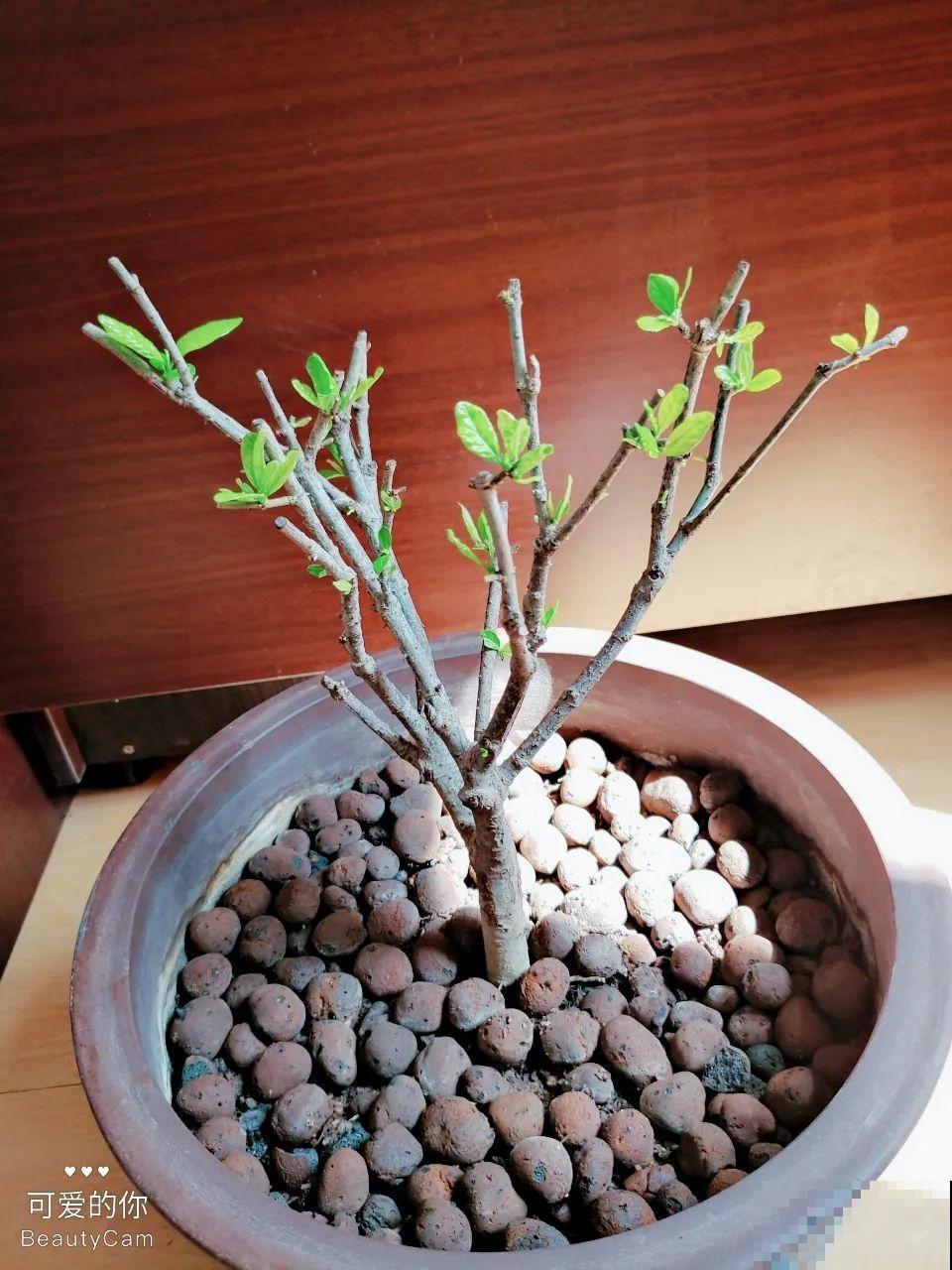 夏天花卉叶子哗哗掉,赶紧遮阴,不然掉成光杆司令 夏天花卉叶子哗哗掉,赶紧遮阴,不然掉成光杆司令