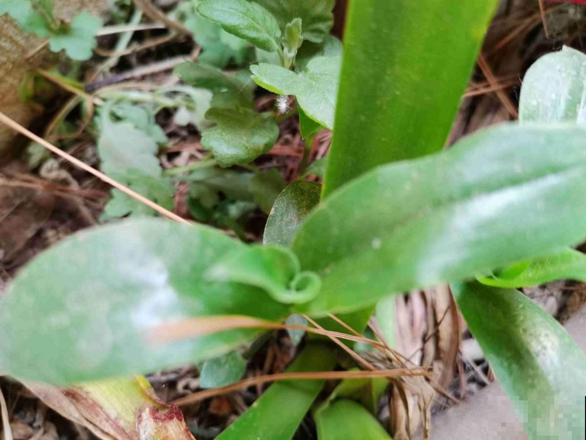 野外挖棵鸭跖草，装盆里就开花，紫莹莹小花特美！