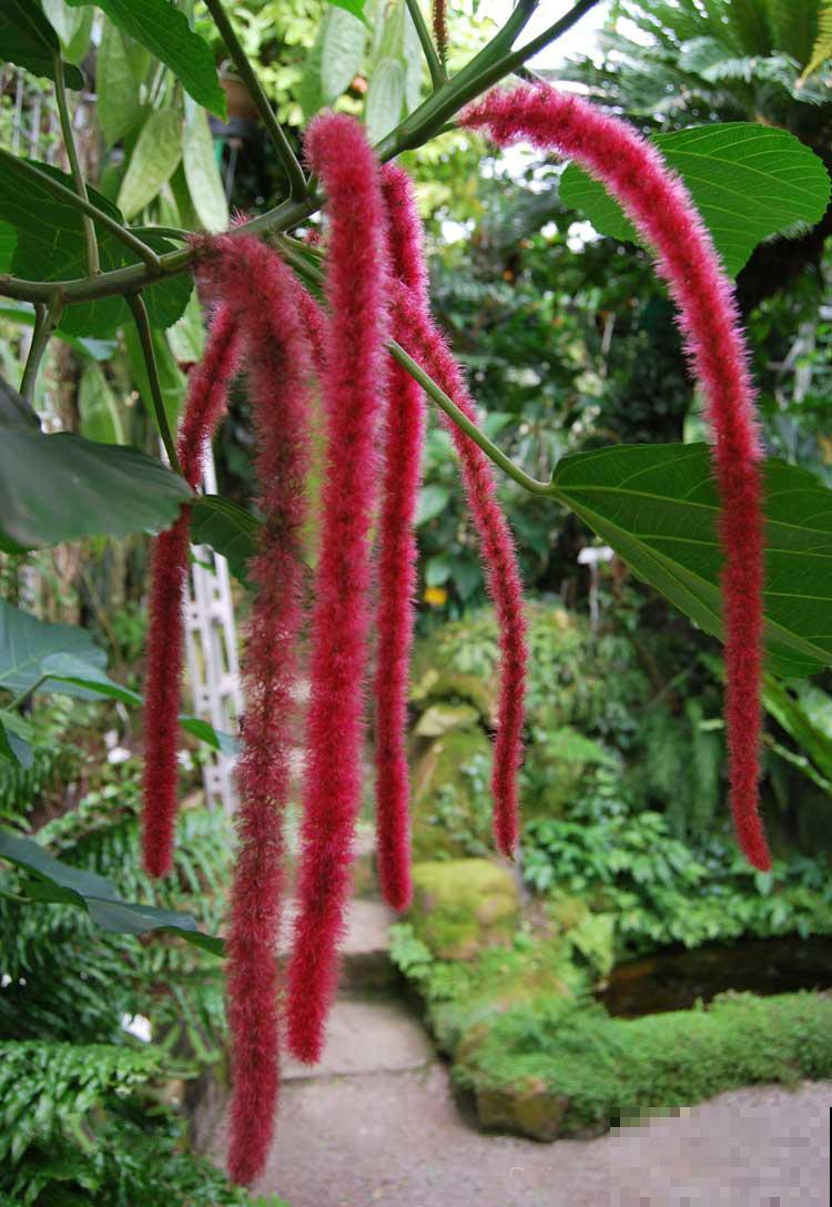10种小众花，见过的人很少，开花比月季茉莉都美！