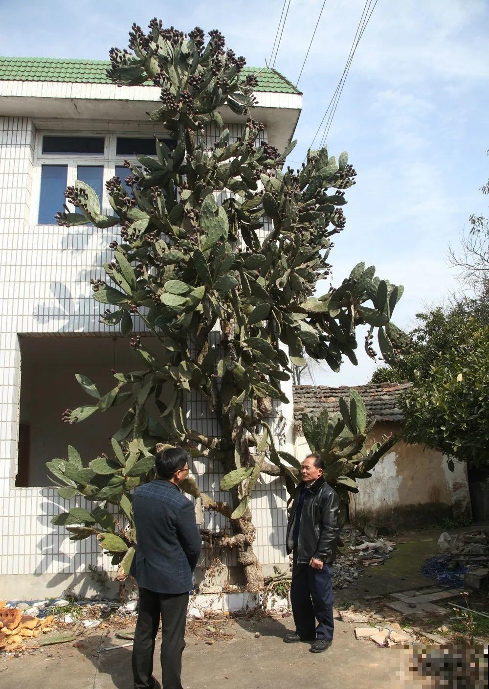 8种镇宅花,窗户边养一棵,霸气又镇宅 8种镇宅花,窗户边养一棵,霸气又镇宅