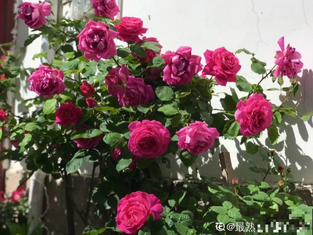 香水花和臭味花，一个香一个臭，千万别养错了！