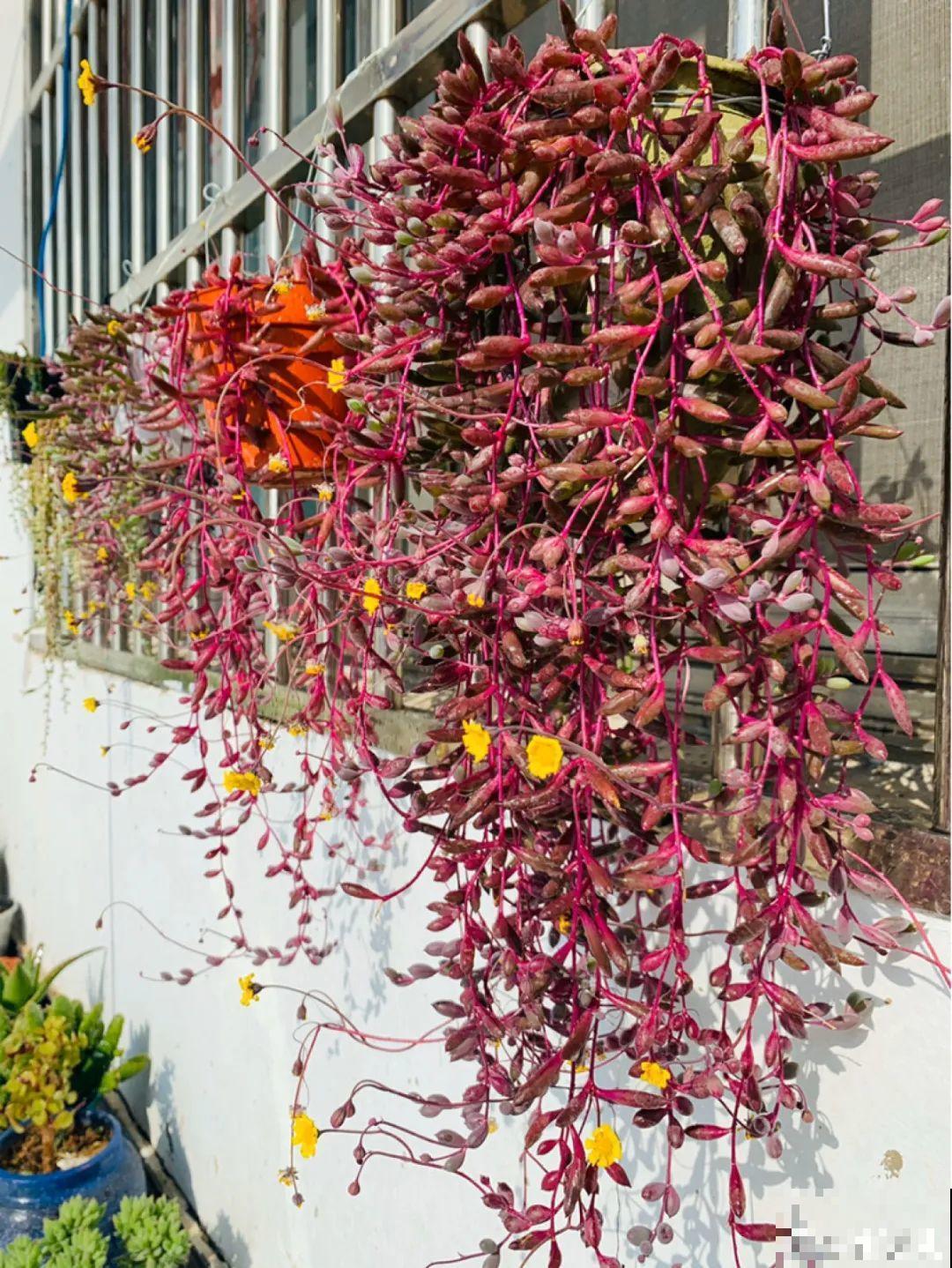 18种最好养的花大盘点，绿萝只能排倒第一！