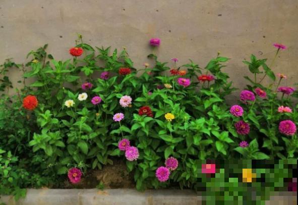 折腾不死的5种花，咋养都爆盆，连续开花3个月！
