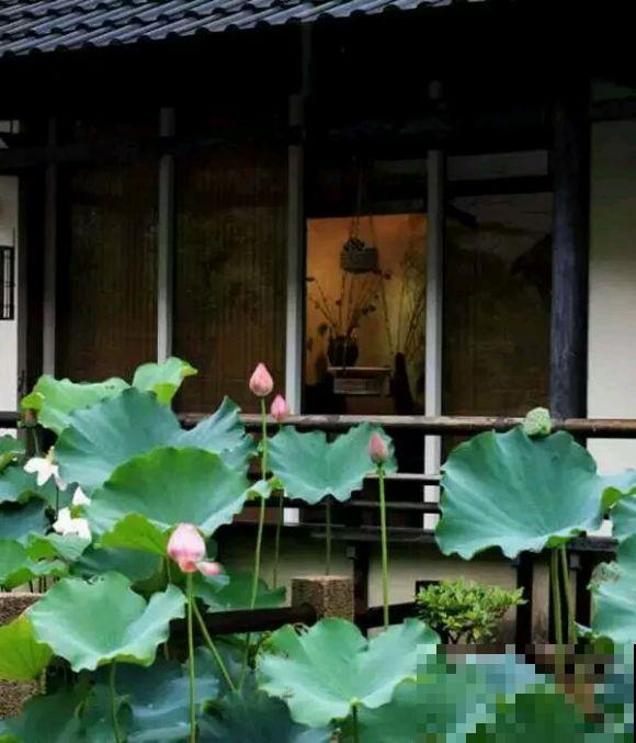 等我老了，就回农村生活，养花种菜，不问世事！