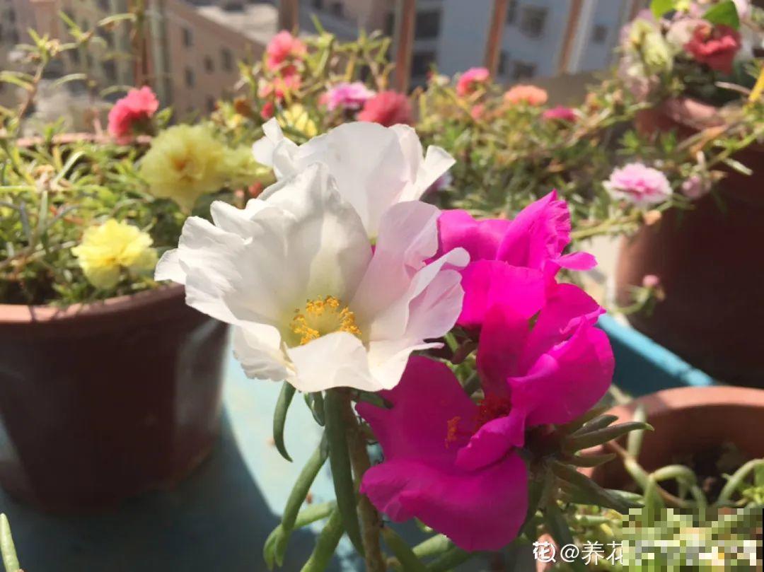 12种花，适合夹缝里养，不占地儿、开花最多！