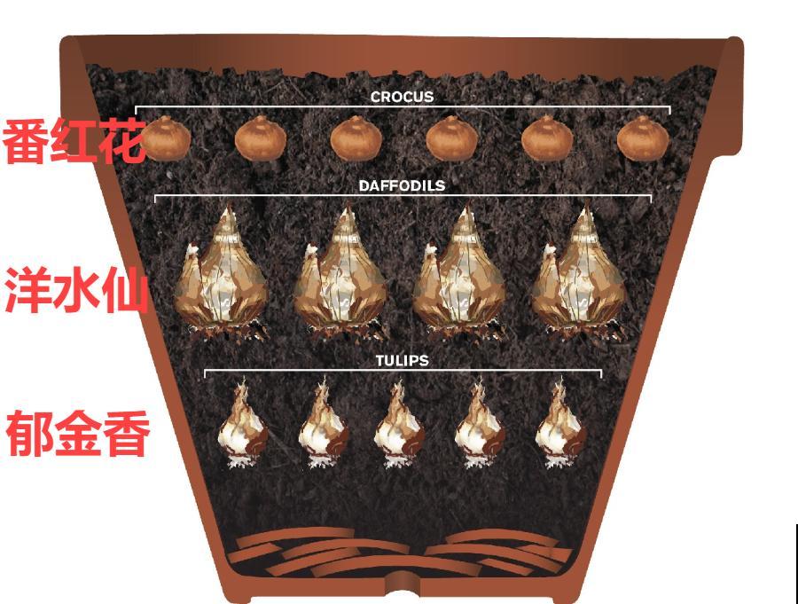 院子里超适合养番红花，开花鲜艳多彩，下雪也不耽误开花