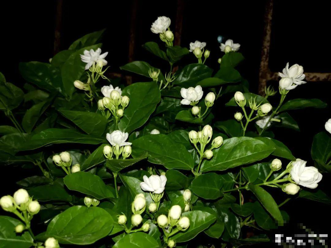 12种花,天越热越长得快,记得多浇水! 12种花,天越热越长得快,记得多浇水!