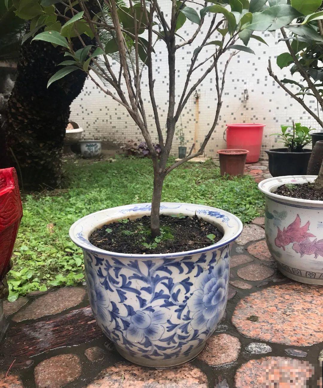 5种花盆养花,怪不得都死了,全是样子货! 5种花盆养花,怪不得都死了,全是样子货!