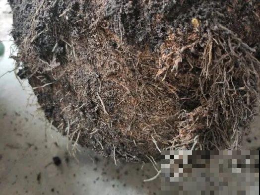 8种花,天热不能换盆,换了3天必死! 8种花,天热不能换盆,换了3天必死!