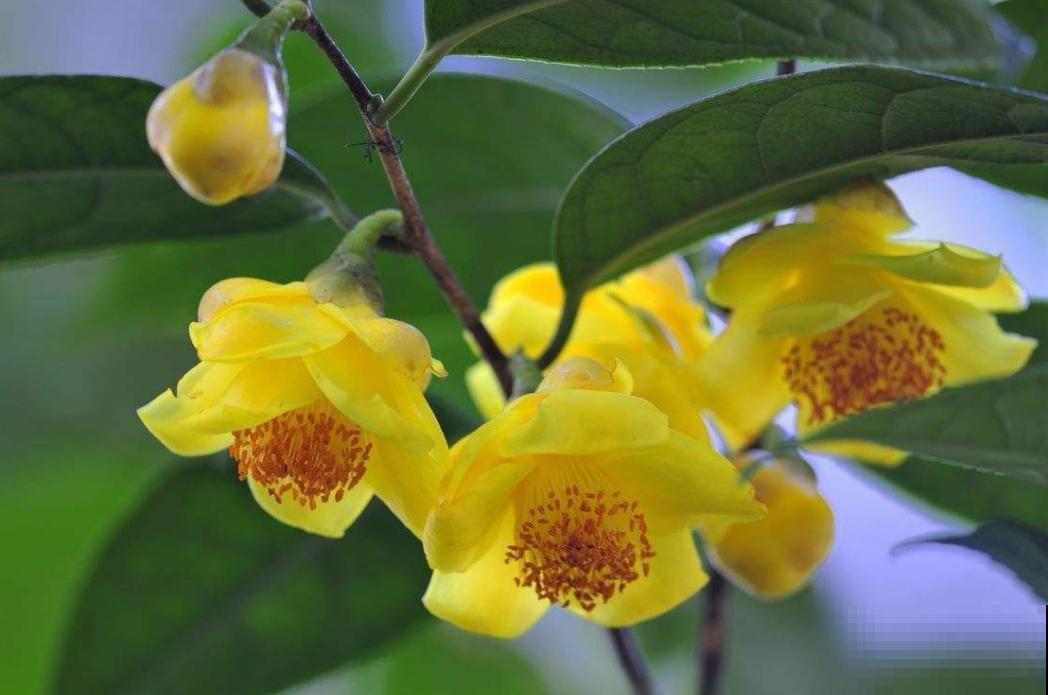 这花是茶族皇后，品种稀少又珍贵，国家一级保护植物！