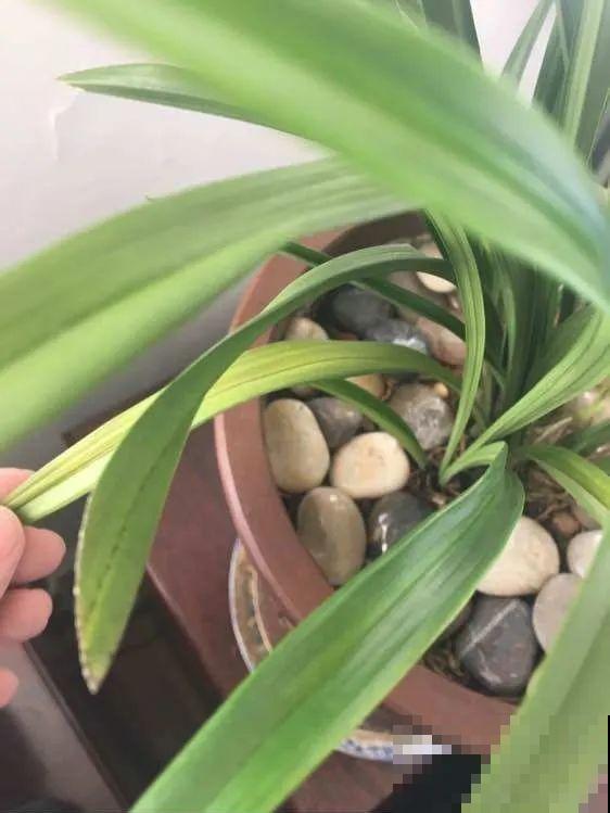 8种花,天热不能换盆,换了3天必死! 8种花,天热不能换盆,换了3天必死!