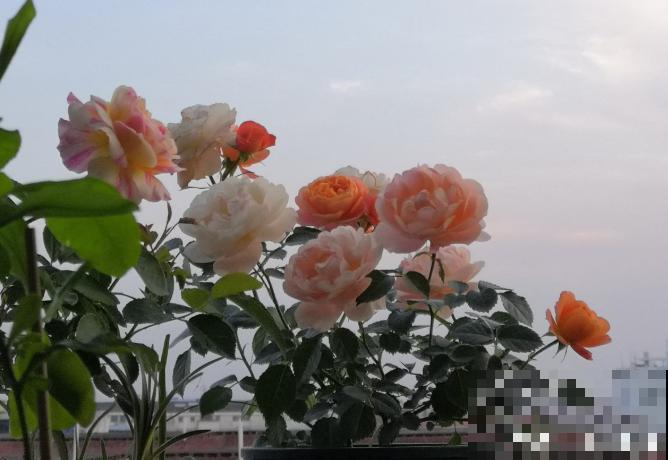 花得了这种病,全株都枯萎,赶紧预防! 花得了这种病,全株都枯萎,赶紧预防!