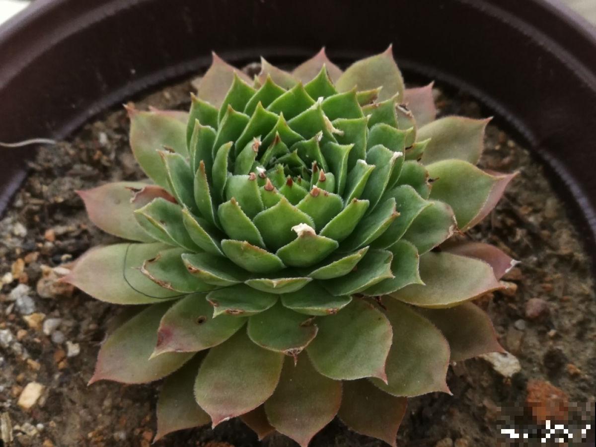 多肉夏天易出问题,注意这几点,安心度夏无压力 多肉夏天易出问题,注意这几点,安心度夏无压力