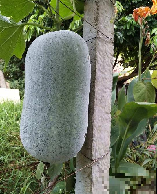老人常说夏吃瓜，入夏多吃3种瓜，滋养脾胃身体好！