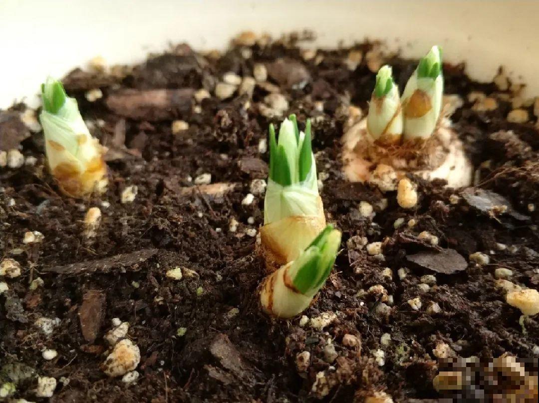 院子里超适合养番红花，开花鲜艳多彩，下雪也不耽误开花