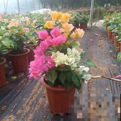 超耐热的三角梅，30℃仍然疯狂开花，爬成一面大花墙！