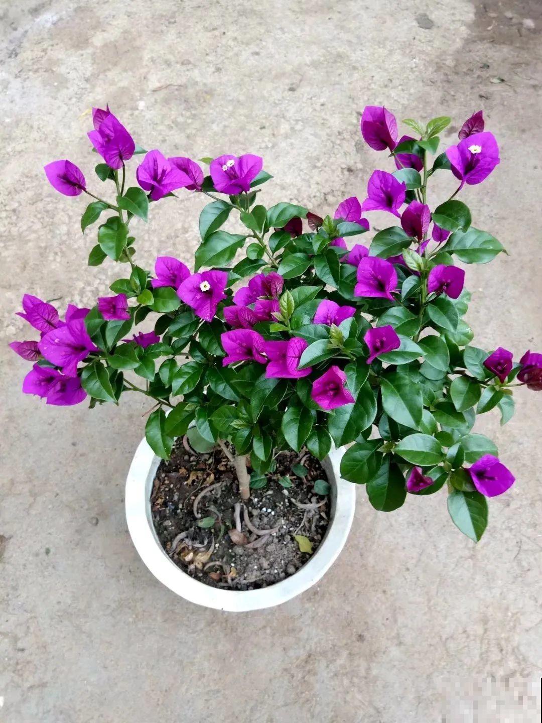 超耐热的三角梅，30℃仍然疯狂开花，爬成一面大花墙！