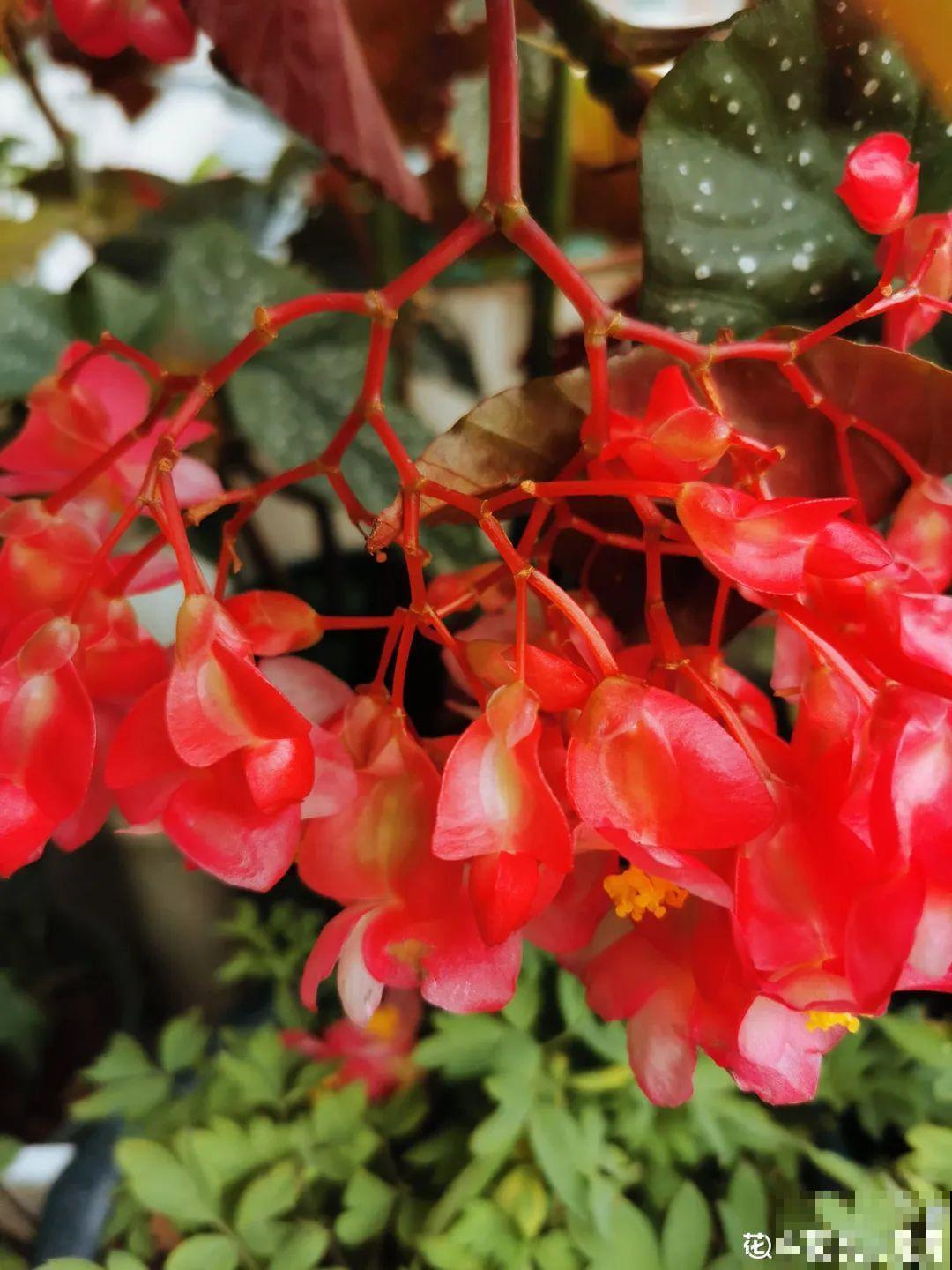 18种最好养的花大盘点，绿萝只能排倒第一！