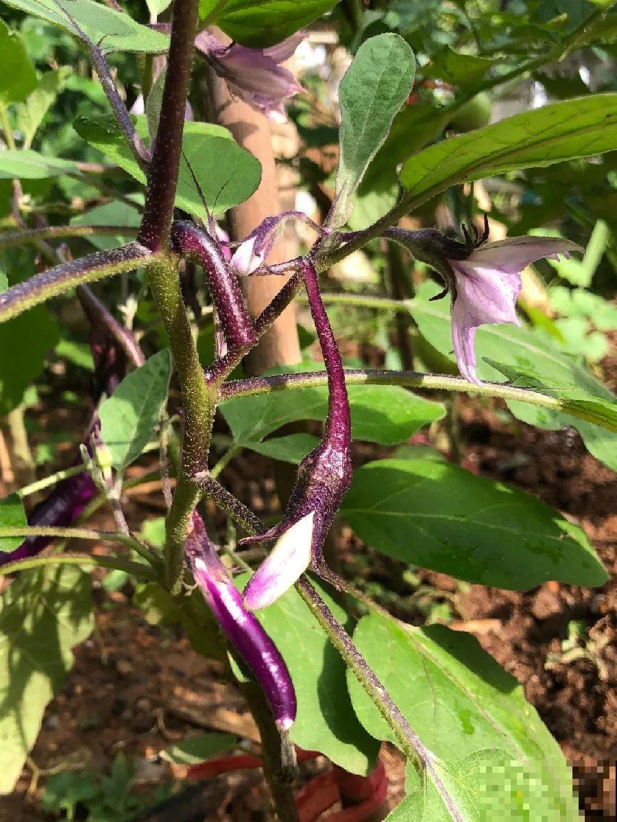 我想回农村,院子里养花、种菜,过清闲日子 我想回农村,院子里养花、种菜,过清闲日子