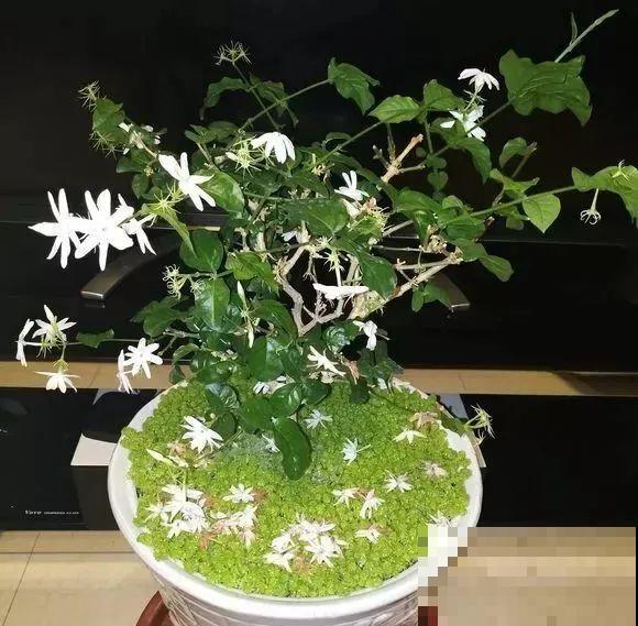 绣球马上剪，下个月就晚了，错过明年不开花