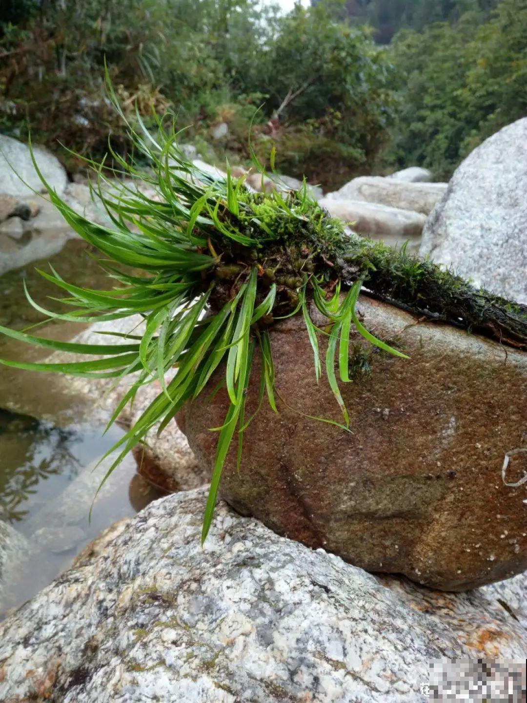 7种花就是饮水机,一天不喝水,叶子全瘪了! 7种花就是饮水机,一天不喝水,叶子全瘪了!