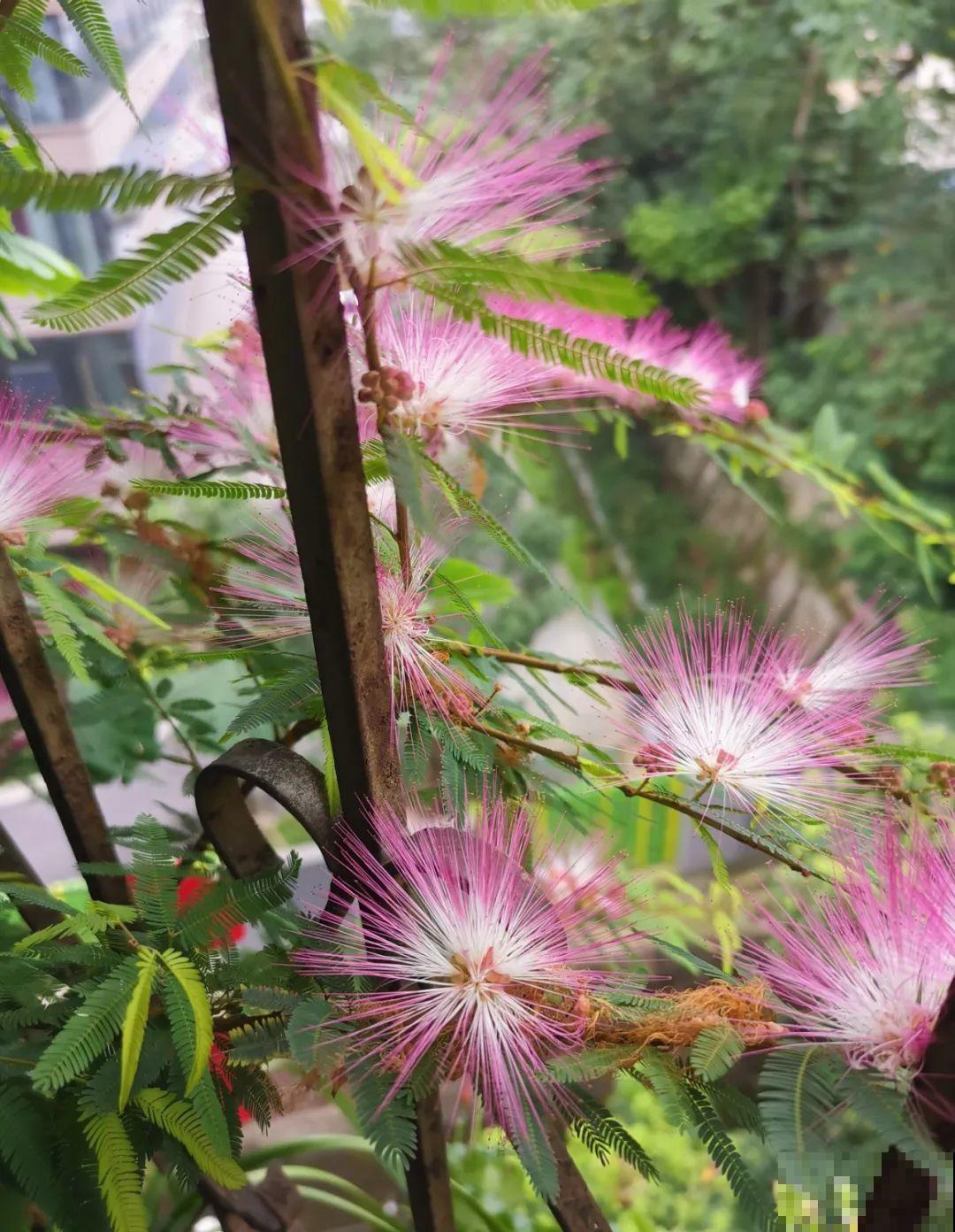 初夏最值得养的花，开花像是小扇子，真美！