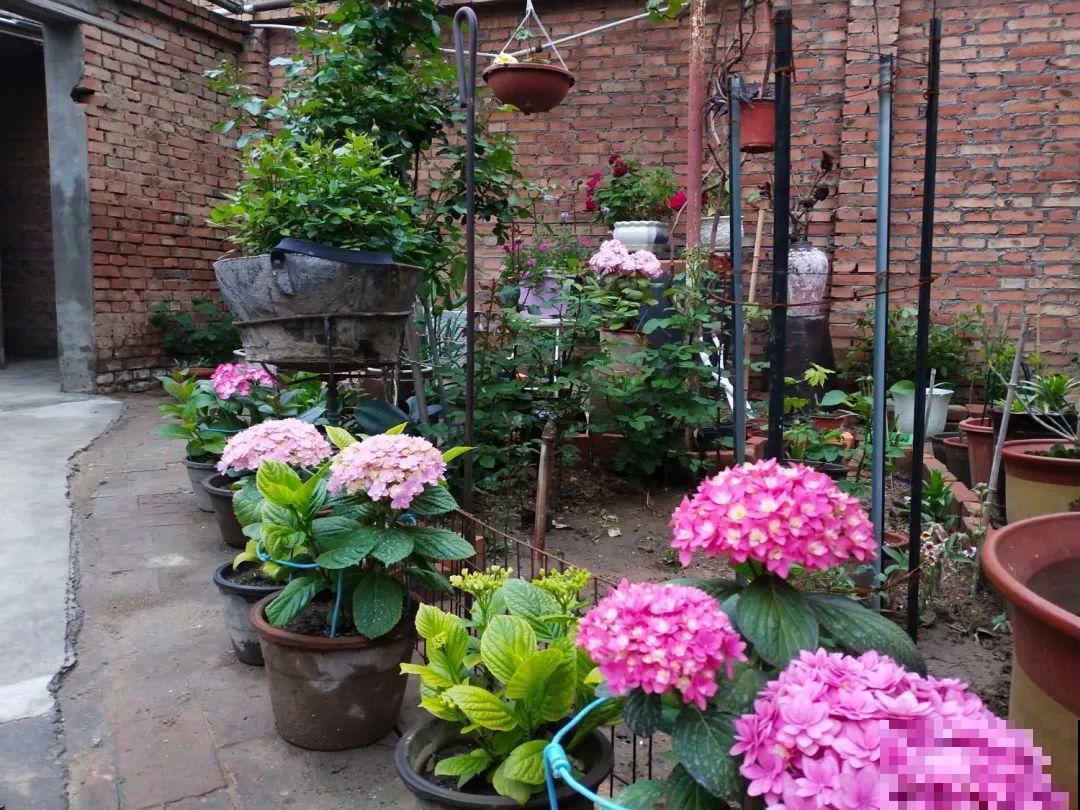 咸菜坛子先别丢,拿来养花,盆盆养成小树,太震撼 咸菜坛子先别丢,拿来养花,盆盆养成小树,太震撼