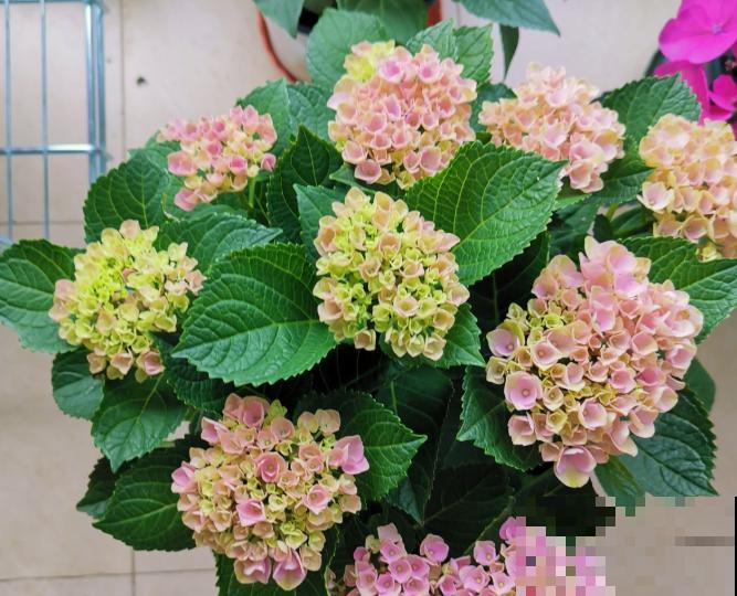 6夏天这3种花最爱黄叶子,找根筷子通一通,黄叶全消失! 6夏天这3种花最爱黄叶子,找根筷子通一通,黄叶全消失!