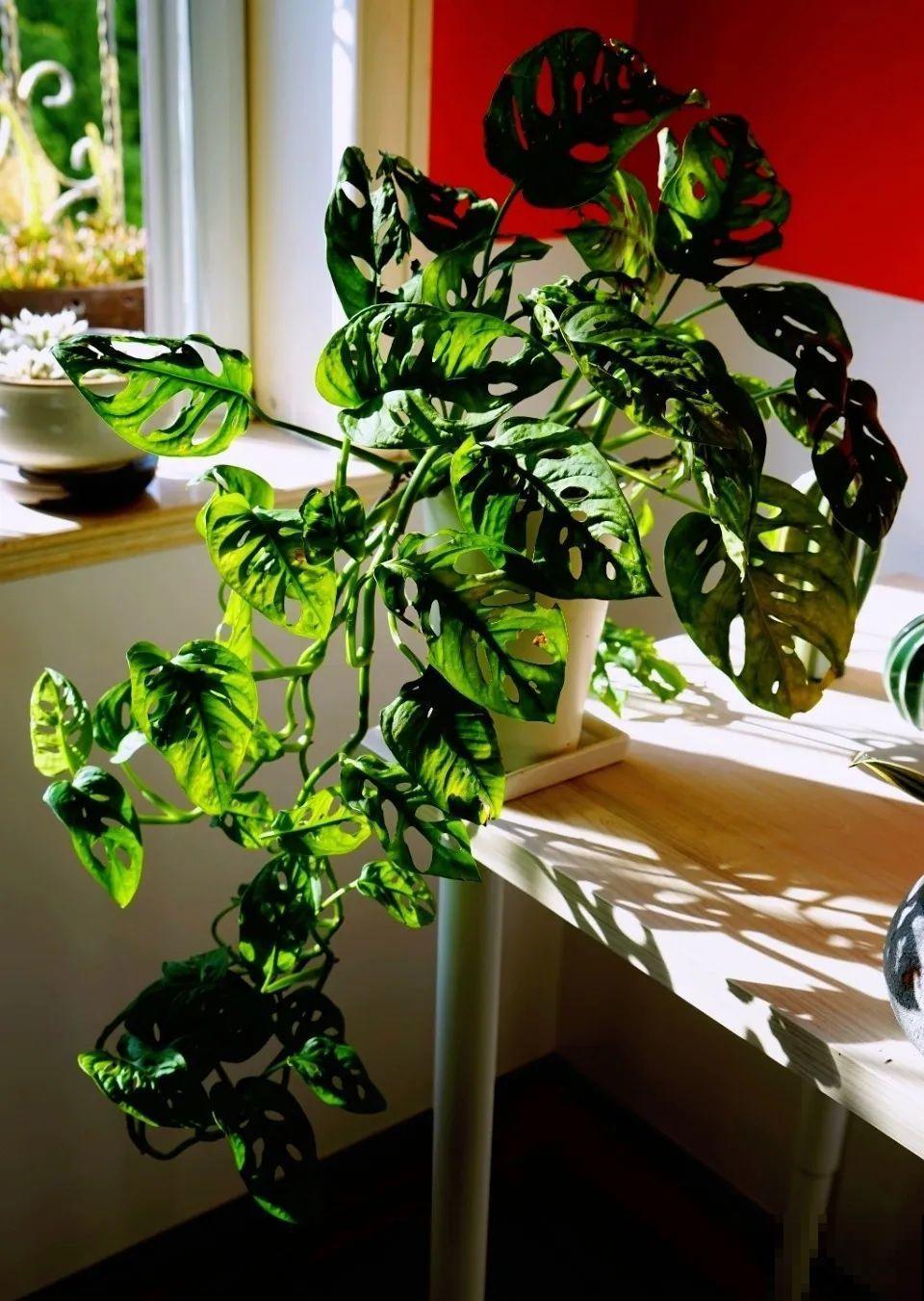 特干净的10种花,天热养一盆,家里特凉快! 特干净的10种花,天热养一盆,家里特凉快!