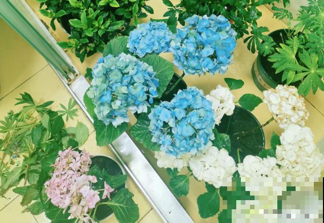 有这6种心态的人，养不好花，快看你有没有中！
