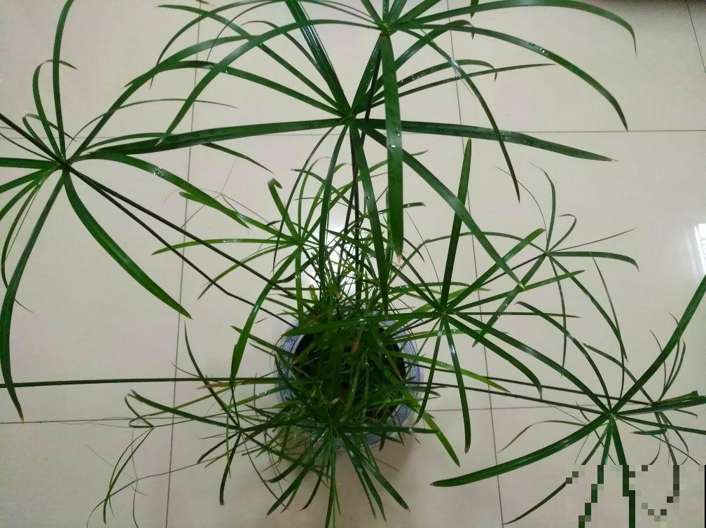 小时候常见的水竹,种在花盆里,气质提升一大截 小时候常见的水竹,种在花盆里,气质提升一大截