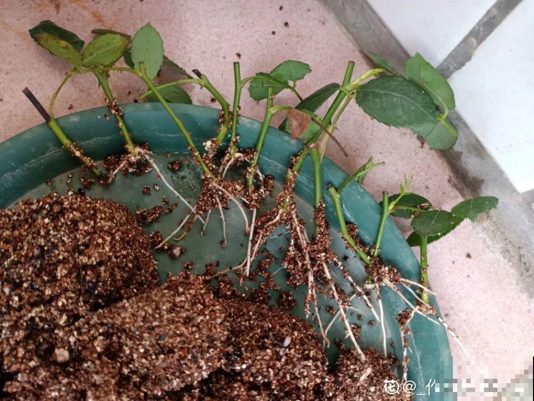 10种花,现在赶紧扦插,随便插土里就能活 10种花,现在赶紧扦插,随便插土里就能活